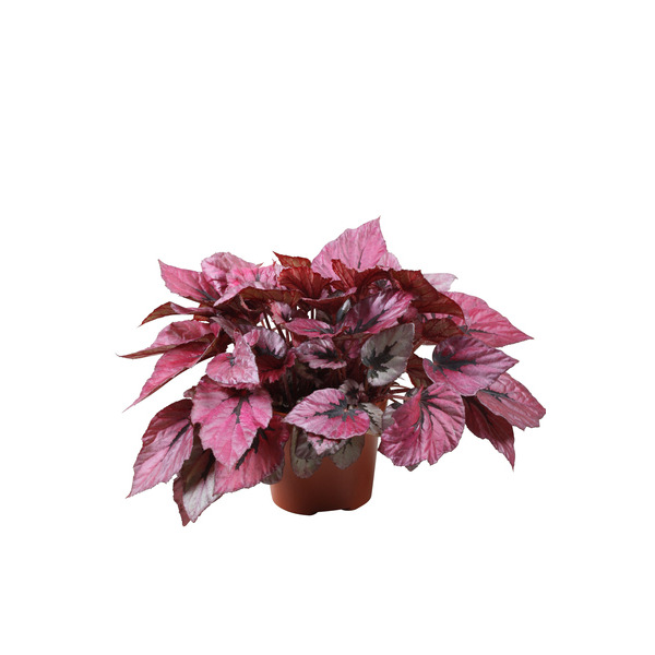  Bégonia feuille code EAN 5489567543369 