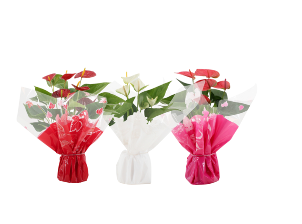  Anthurium code EAN 5489567543383 