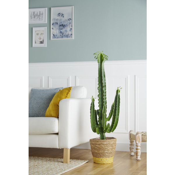  Euphorbe code EAN 5489569123460 