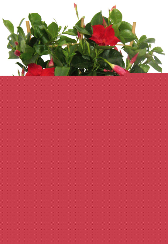 DIPLADÉNIA POTS Ø 14 CM - COLORIS VARIÉS  5600344460178 (5600344460178)