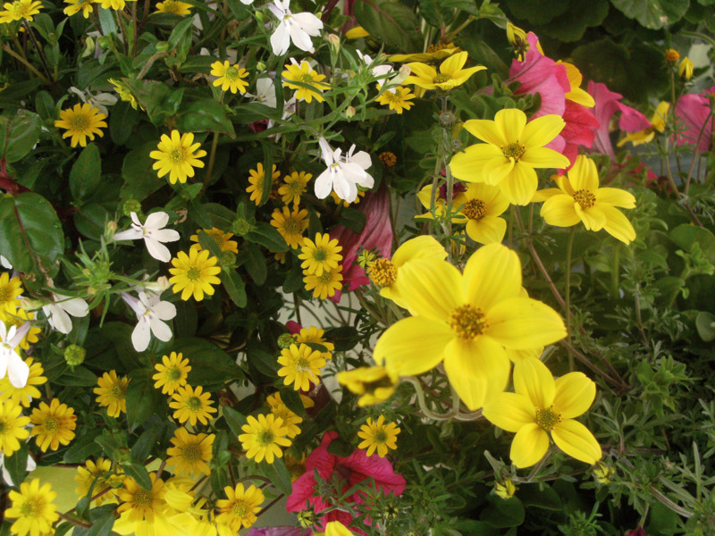 PLANTE FLEURIE ANNUELLE POT Ø 13 CM - DIFFÉRENTES VARIÉTÉS  5601119942028 