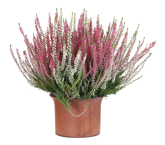  BRUYÈRE CALLUNA code EAN 5884064301111 