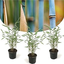 PLANT IN A BOX PLANT IN A BOX Fargesia Grex - Lot de 3 Bambou Bleu - Robuste - Pot 13cm - H ... code EAN 6097224172174 