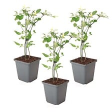 PLANT IN A BOX PLANT IN A BOX Jasmin 'Summer Scent' grimpante  - Lot de 3 - Rose - ⌀9 cm -  ... code EAN 6097224290267 