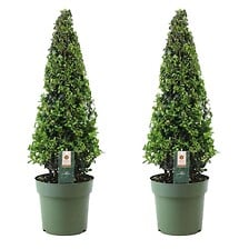 PLANT IN A BOX PLANT IN A BOX Ilex crenata 'Pyramid' - Houx japonais - lot de 2 - ⌀21 cm -  ... code EAN 6097225714793 