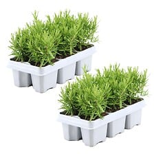 PLANT IN A BOX PLANT IN A BOX Romero 'Rosmarinus Officinalis' - juego de 12 - ⌀ 9 cm - Altu ... code EAN 6097226032032 