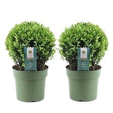 PLANT IN A BOX Ilex crenata forme boule - Houx ...