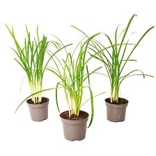 PLANT IN A BOX Tulbaghia 'Knobikraut' - Ail des...