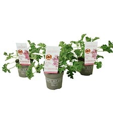 PLANT IN A BOX Pelargonium 'plante anti-moustiq...