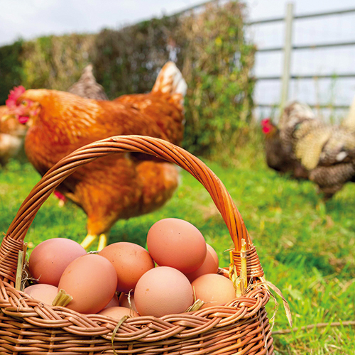 VILLENEUVE ET FILS 12 ŒUFS FRAIS PLEIN AIR code EAN 6547114 