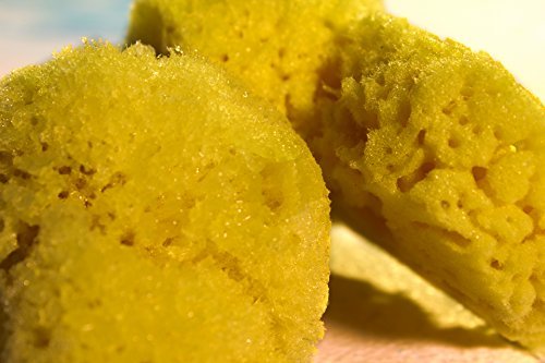 Éponges naturelles assortis Lot de 5 Convient p...