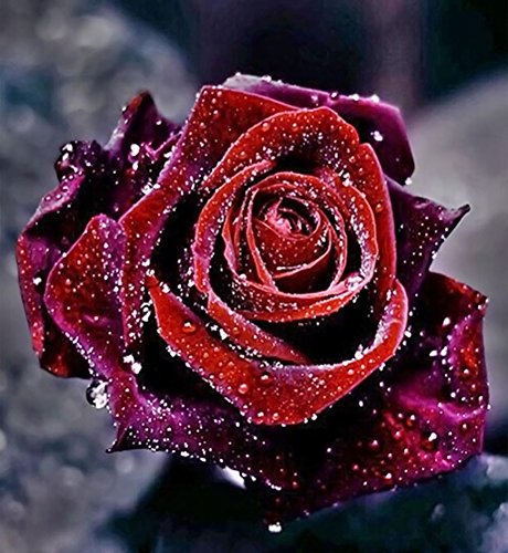 Shot -- dans DIY 5D Diamant Rose Rouge Peinture...