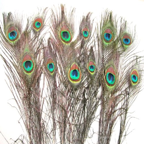 SWT 12PCS Natural Peacock Feathers --- (10-12) ...