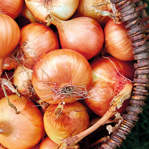 TERRES ET SAVEURS OIGNON JAUNE VRAC code EAN 6973968 