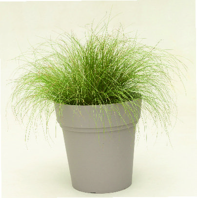  POT “SAMBA” code EAN 726232420705 