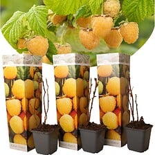 PLANT IN A BOX PLANT IN A BOX Plants de framboises - Set de 3 - Plante Jardin - Pot 9cm - H ... code EAN 7428470121927 