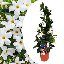 PLANT IN A BOX PLANT IN A BOX Mandeville Mandeville 'Rio White' - Dipladenia - Pot 17cm - H ... code EAN 7428470301565 