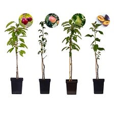 PLANT IN A BOX PLANT IN A BOX Arbres fruitiers - Mélange de 4 - Prunus Pyrus Malus - Pot 9c ... code EAN 7428470905732 