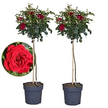PLANT IN A BOX Rosa Palace 'Pride' - Set de 2 -...