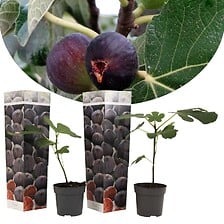 PLANT IN A BOX PLANT IN A BOX Ficus Carica - Set de 2 - Figuier rustique - Pot 9cm - Hauteu ... code EAN 7428472047744 