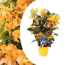 PLANT IN A BOX PLANT IN A BOX Bougainvillea 'Dania' - Sur support - Fleurs Jaune - Pot 17cm ... code EAN 7428472739137 
