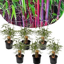 PLANT IN A BOX Fargesia Asian - Set de 6 - Bamb...