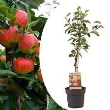 PLANT IN A BOX Malus domestica - Pommier - Malu...