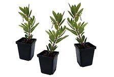 PLANT IN A BOX Arbutus Unedo - Set de 3 - Frais...
