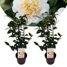 PLANT IN A BOX Camellia japonica Brushfield's Y...