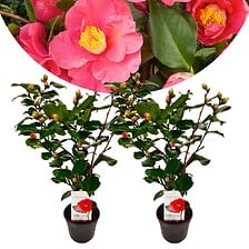 PLANT IN A BOX Camellia japonica 'Dr. King' - S...