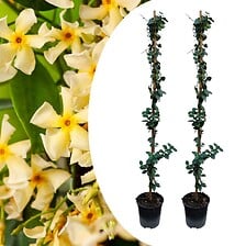 PLANT IN A BOX Jasminoides Star of Toscane - Se...