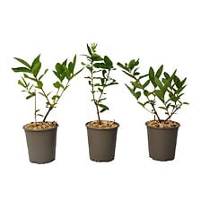 PLANT IN A BOX Lonicera kamtchatica - Set de 3 ...