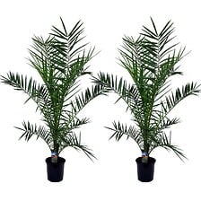 PLANT IN A BOX Phoenix Canariensis - Set de 2 -...