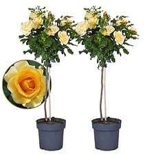 PLANT IN A BOX Rosa Palace 'Mysore' - Set de 2 ...