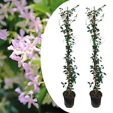 PLANT IN A BOX Trachelospermum 'Pink Showers' -...