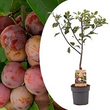 PLANT IN A BOX Prunus domestica 'Opal' - Prunie...