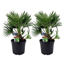 PLANT IN A BOX Chamaerops 'Vulcano' - Set de 2 ...