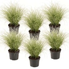 PLANT IN A BOX Carex 'Brume amazonienne' - Set ...