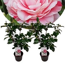 PLANT IN A BOX PLANT IN A BOX Camellia japonica 'Bonomiana' - Set de 2 - Rose - Pot 15cm -  ... code EAN 7428476728014 