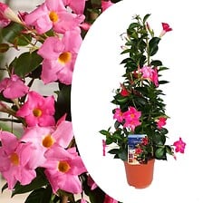 PLANT IN A BOX PLANT IN A BOX Mandeville Mandeville 'Rio Hot Pink' - Dipladenia - Pot 17cm  ... code EAN 7428476815004 