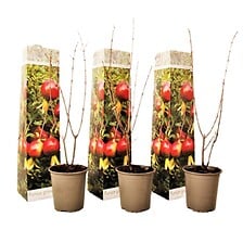 PLANT IN A BOX PLANT IN A BOX Punica Granatum - Set de 3 - Grenade - Pot 9cm - Hauteur - 25 ... code EAN 7428476928452 