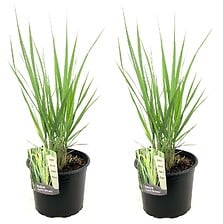 PLANT IN A BOX Panicum virgatum - Set de 2 - Pa...