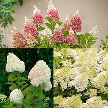 PLANT IN A BOX PLANT IN A BOX Hydrangea Paniculata - Mélange de 3 - Hortensia - Pot 9cm - H ... code EAN 7428477590139 