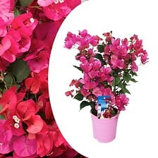PLANT IN A BOX Bougainvillier sur support - Fle...