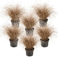 PLANT IN A BOX PLANT IN A BOX Carex Comans Bronco - x6 - Herbe Ornementale - Pot de 10.5 -  ... code EAN 7428478317391 