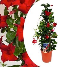 PLANT IN A BOX PLANT IN A BOX Mandeville 'Rio Deep Red' - Dipladenia - Pot 17cm - Hauteur 6 ... code EAN 7428478623973 