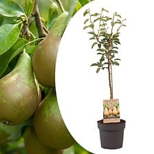 PLANT IN A BOX PLANT IN A BOX Pyrus communis 'Conference' poirier - Arbre fruitier - ⌀21cm  ... code EAN 7428478725004 