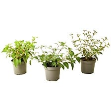 PLANT IN A BOX PLANT IN A BOX Fuchsia - Mélange de 3 - Sarah, Thumb, Ricartonnii - Pot 9cm  ... code EAN 7428478816696 