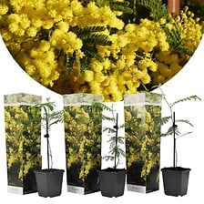 PLANT IN A BOX PLANT IN A BOX Acacia dealbata 'Mimosa' - Set de 3 - Pot 9cm - Hauteur 25-40 ... code EAN 7428478958037 