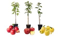 PLANT IN A BOX PLANT IN A BOX Pommiers - Lot de 3 - Braeburn, Golden Delicious, Gala - ⌀9cm ... code EAN 7428479091160 